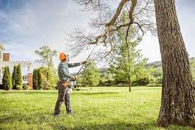 Best Fruit Tree Pruning  in Donalsonville, GA